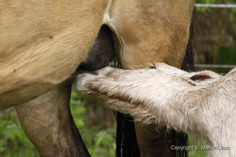 Hjoerdis 1 Stunde und 2 Min alt (2).JPG